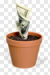 Сlipart Currency Money Tree Growth Cultivated Tree photo cut out BillionPhotos