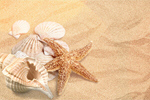 Сlipart Shell Sand Starfish Beach Sea   BillionPhotos