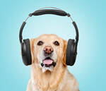 Сlipart abstract animal background blue canine   BillionPhotos