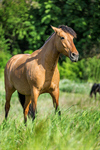 Сlipart Horse Field Fence Farm Nature photo  BillionPhotos
