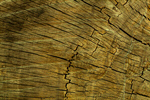 Сlipart Tree Ring Tree Trunk Tree Wood Circle photo  BillionPhotos