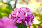 Сlipart bouquet flower closeup wallpaper greeting photo  BillionPhotos