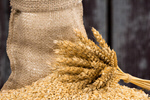Сlipart grain wheat sack barley healthy   BillionPhotos