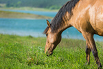 Сlipart Horse Field Fence Farm Nature photo  BillionPhotos