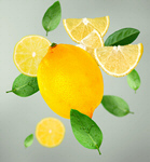 Сlipart lemon fly assortment background bright   BillionPhotos
