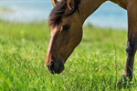 Сlipart Horse Field Fence Farm Nature photo  BillionPhotos