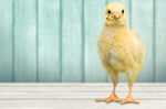 Сlipart chick baby chicken little spring   BillionPhotos