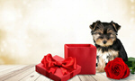Сlipart valentine box dog heart pet   BillionPhotos