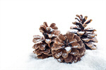 Сlipart cone decoration fir cone holiday holidays photo  BillionPhotos