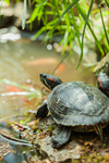 Сlipart Turtle Shell Red Eared Slider Turtle Red Boredom photo  BillionPhotos