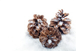 Сlipart cone decoration fir cone holiday holidays photo  BillionPhotos