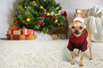 Сlipart adorable animal breed canine christmas decorations   BillionPhotos