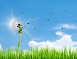 Сlipart Dandelion Air Environment Clean Nature   BillionPhotos