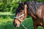 Сlipart Horse Field Fence Farm Nature photo  BillionPhotos