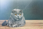 Сlipart Cat on desk british shorthair cat adorable   BillionPhotos