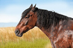 Сlipart fur black profile pets horse   BillionPhotos