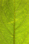 Сlipart Leaf Green Textured Nature Tree photo  BillionPhotos