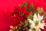 Сlipart Poinsettia Christmas Christmas Decoration Christmas Ornament Flower photo  BillionPhotos