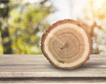 Сlipart Tree Ring Log Wood Tree Trunk Tree   BillionPhotos