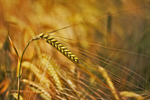 Сlipart Wheat Agriculture Cereal Plant Field Nature photo  BillionPhotos
