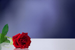 Сlipart Rose Stem Long Red Single Object   BillionPhotos