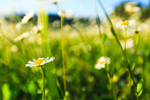Сlipart Chamomiles in the nature chamomile flower sun landscape photo  BillionPhotos