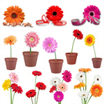 Сlipart Gerbera Daisy Single Flower Pink Daisy Backgrounds   BillionPhotos