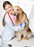 Сlipart veterinarian vet dog pet doctor   BillionPhotos