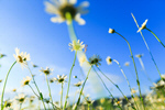 Сlipart Chamomiles in the nature chamomile flower sun landscape photo  BillionPhotos