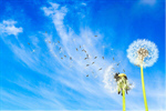 Сlipart Dandelion Dandelion Green Blowing Sowing Sky   BillionPhotos