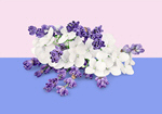 Сlipart flowers bunch white apothecary decoration   BillionPhotos
