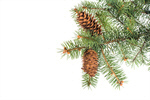 Сlipart Pine Branch Pine Cone Pine Tree Christmas photo  BillionPhotos