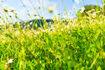 Сlipart Chamomiles in the nature chamomile flower sun landscape photo  BillionPhotos