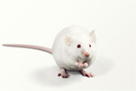 Сlipart rat mouse white brown domestic   BillionPhotos
