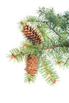 Сlipart Pine Branch Pine Cone Pine Tree Christmas photo  BillionPhotos