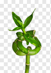 Сlipart Bamboo Japanese Culture Feng Shui Plant Bud photo cut out BillionPhotos
