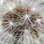 Сlipart Dandelion Macro Seed Flower Nature photo free BillionPhotos