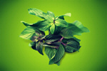 Сlipart mint white element leaves aroma   BillionPhotos