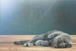 Сlipart Cat on desk british shorthair cat adorable   BillionPhotos