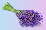 Сlipart Lavender Bouquet Lavender Coloured Flower Isolated   BillionPhotos