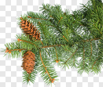 Сlipart Pine Branch Pine Cone Pine Tree Christmas photo cut out BillionPhotos