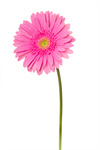 Сlipart Single Flower Flower Pink Daisy Gerbera Daisy photo  BillionPhotos