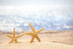 Сlipart beach starfish 2014 coco tourism   BillionPhotos