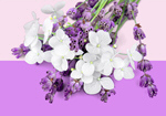 Сlipart flowers bunch white apothecary decoration   BillionPhotos