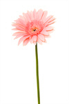 Сlipart Single Flower Flower Pink Daisy Gerbera Daisy photo  BillionPhotos