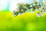 Сlipart backdrop spring almond apricot art   BillionPhotos
