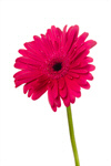 Сlipart Flower Single Flower Gerbera Daisy Daisy Stem photo  BillionPhotos