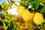 Сlipart agriculture background citrus citrus fruit fruit   BillionPhotos