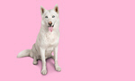 Сlipart husky dog face pink adorable   BillionPhotos