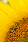 Сlipart bee yellow flower family summer   BillionPhotos